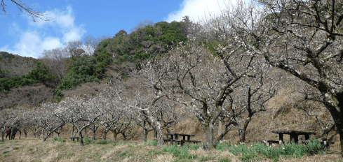 日向山 宝城坊 日向薬師 梅園の写真